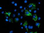 NDUFA7 Antibody in Immunocytochemistry (ICC/IF)