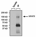 NFAT5 Antibody in Immunoprecipitation (IP)