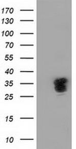 NHEJ1 Antibody in Western Blot (WB)
