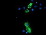 NLN Antibody in Immunocytochemistry (ICC/IF)