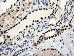 NMNAT1 Antibody in Immunohistochemistry (Paraffin) (IHC (P))