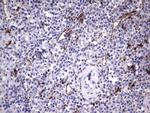 NR4A3 Antibody in Immunohistochemistry (Paraffin) (IHC (P))