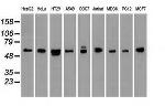 NRBP1 Antibody in Western Blot (WB)