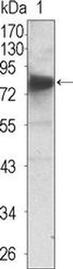TrkC Antibody in Western Blot (WB)