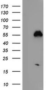NUCB1 Antibody in Western Blot (WB)