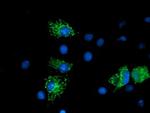 NUDT6 Antibody in Immunocytochemistry (ICC/IF)