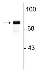 Synapsin 1 Antibody in Western Blot (WB)