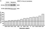 NMDAR2C Antibody in Western Blot (WB)
