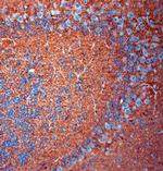 SLC1A2 Antibody in Immunohistochemistry (Paraffin) (IHC (P))