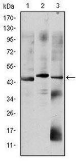 OTX2 Antibody in Western Blot (WB)