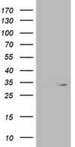 OXNAD1 Antibody in Western Blot (WB)