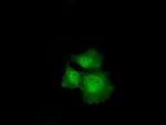 CDKN2A (p16INK4a) Antibody in Immunocytochemistry (ICC/IF)
