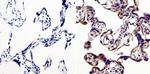 LIN28A Antibody in Immunohistochemistry (Paraffin) (IHC (P))