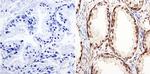 GATA2 Antibody in Immunohistochemistry (Paraffin) (IHC (P))
