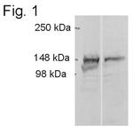 ADAMTS9 Antibody in Western Blot (WB)