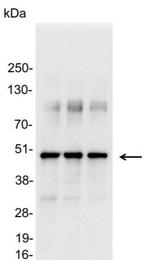VSV-G Tag Antibody in Western Blot (WB)