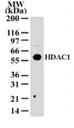HDAC1 Antibody in Western Blot (WB)