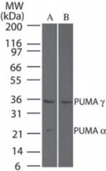PUMA delta/gamma Antibody in Western Blot (WB)