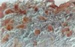 NIFK Antibody in Immunohistochemistry (Frozen) (IHC (F))