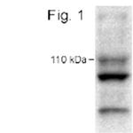 CLAC-P Antibody in Western Blot (WB)