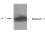 Kallikrein 11 Antibody in Western Blot (WB)