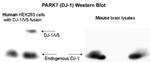 DJ-1 Antibody in Western Blot (WB)