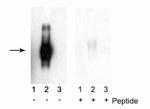 Phospho-IFNAR1 (Ser535, Ser539) Antibody in Western Blot (WB)