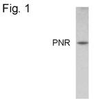 PNR Antibody in Western Blot (WB)