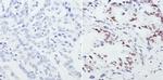 CREB Antibody in Immunohistochemistry (Paraffin) (IHC (P))