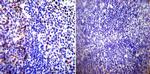Parvalbumin Antibody in Immunohistochemistry (Paraffin) (IHC (P))
