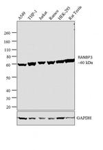 RANBP3 Antibody in Western Blot (WB)