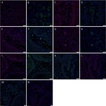 SOX2 Antibody in Immunohistochemistry (Paraffin) (IHC (P))