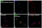 SOD1 Antibody in Immunocytochemistry (ICC/IF)