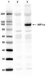 HIF1A Antibody in Immunoprecipitation (IP)