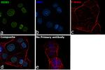 DDX5 Antibody in Immunocytochemistry (ICC/IF)