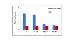 DDX5 Antibody in RNA Immunoprecipitation (RIP)
