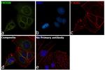 14-3-3 beta Antibody in Immunocytochemistry (ICC/IF)