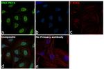 DNA-PK Antibody in Immunocytochemistry (ICC/IF)