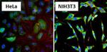 HSP90 alpha Antibody in Immunocytochemistry (ICC/IF)