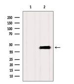 SLC10A2 Antibody in Western Blot (WB)