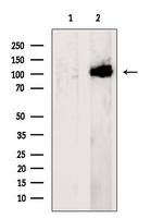 COG3 Antibody in Western Blot (WB)