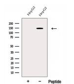EHBP1 Antibody in Western Blot (WB)