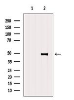 GPR63 Antibody in Western Blot (WB)