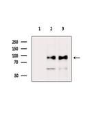 CDH8 Antibody in Western Blot (WB)