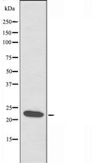 ATP5S Antibody in Western Blot (WB)
