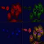 ARPP21 Antibody in Immunocytochemistry (ICC/IF)