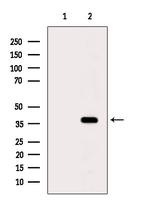 GIMAP4 Antibody in Western Blot (WB)