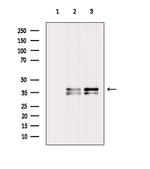 CLNS1A Antibody in Western Blot (WB)