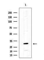 NEURL2 Antibody in Western Blot (WB)