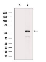 HSPBAP1 Antibody in Western Blot (WB)
